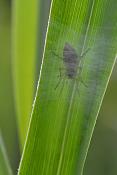moeraszakspin (Clubiona stagnalis) 7-2012 9247